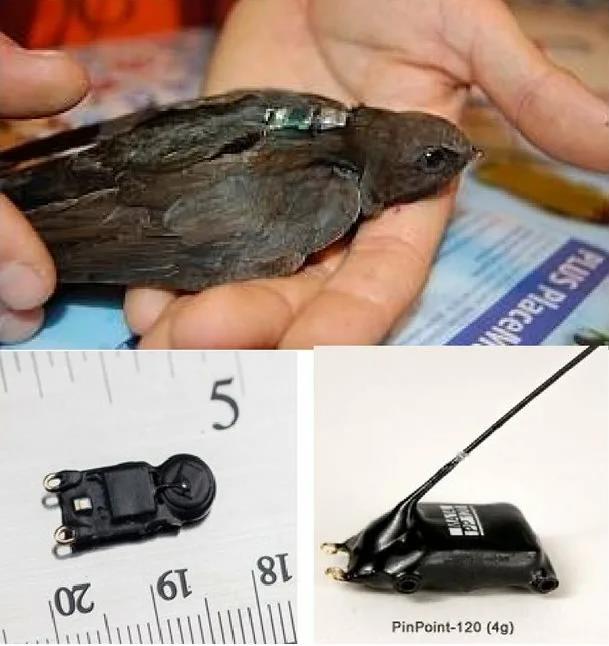 На фото не чайка, но трекер похожий. Их два основных: PinPoint и Milsar NanoTag‑14